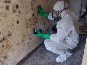 mold inspections on mold coveraged wall