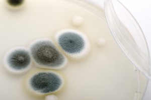 Petri dish with mold - mold inspection